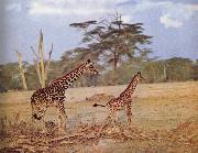 unknow artist The oppna terrangen am failing giraffe favoritmiljo oil painting reproduction